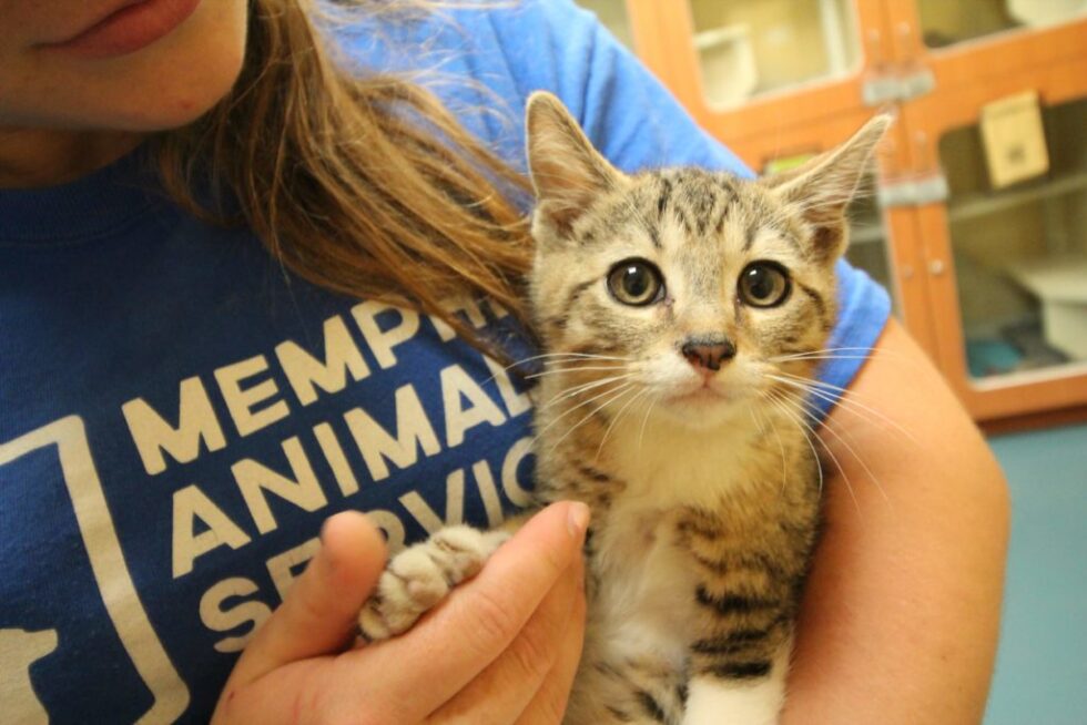 Group Volunteering Memphis Animal Services